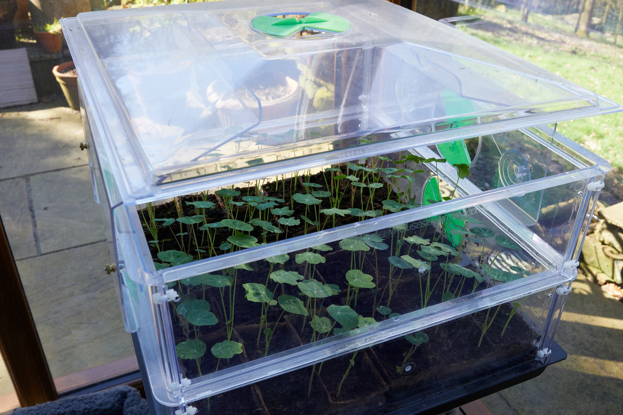 Seedlings growing in small pots in a bright greenhouse