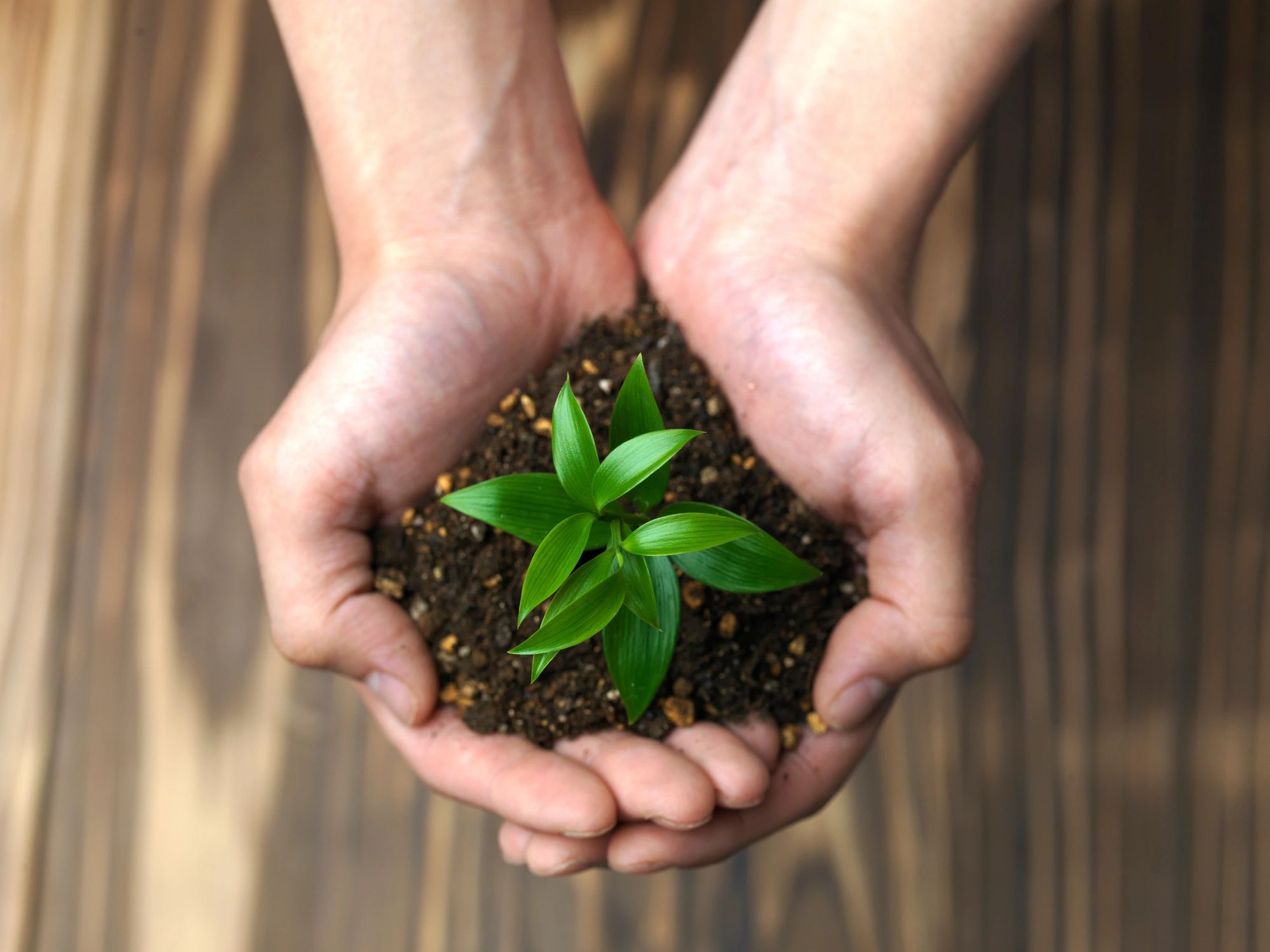 Hands holding a small plant in rich soil